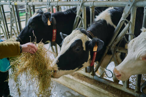 Kleiner Junge füttert Kuh mit Heu in Scheune - ADSF09809