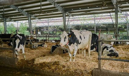 Herd of domestic cows standing in stall - ADSF09810