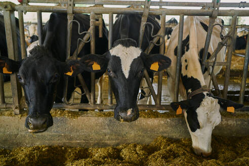 Herde von Hauskühen im Stall stehend - ADSF09811