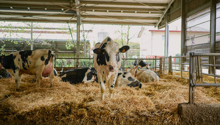 Herd of domestic cows standing in stall - ADSF09812