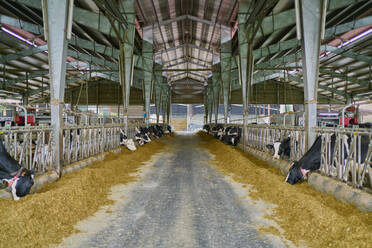 Interieur eines modernen geräumigen Kuhstalls mit Kühen in Ställen, die Heu in der Nähe eines Metallzauns unter einem Metalldach auf einem modernen Bauernhof auf dem Lande fressen - ADSF09813