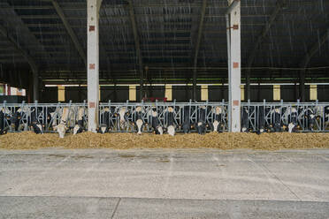 Interieur eines modernen Kuhstalls auf einem Bauernhof - ADSF09814