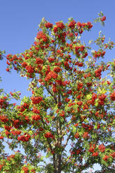 Rowan tree in spring - JTF01612