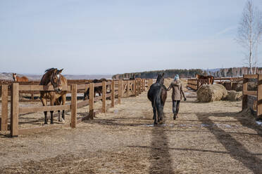 Rückenansicht von luxuriösen Mähne Pferd im verschneiten Hof und Frau in warmen Hut und Jacke zu Fuß in hellen kalten Tag - ADSF09821