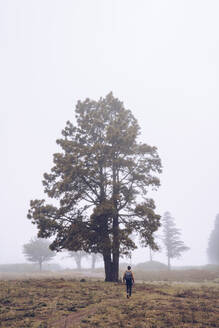 Rückenansicht eines Reisenden mit Rucksack, der auf einem Fußweg mit einem großen Baum im dichten Nebel geht - ADSF09875