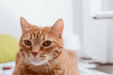 Ruhige rotbraune gestromte Hauskatze, die auf einem Stuhl sitzt und in die Kamera schaut, vor weißem Hintergrund - ADSF09932