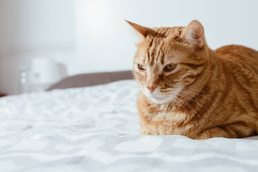 Ruhige ingwer gestromte Hauskatze sitzt auf einem Stuhl und schaut weg vor weißem Hintergrund - ADSF09933