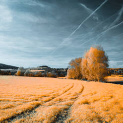 Wonderful scenery with empty dirt road along snowy meadow against rural environment in winter with yellow infrared effect - ADSF09936