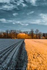 Verschneites landwirtschaftliches Feld während der Ernte gegen blattlose Bäume am Horizont im Frühling sonnigen Tag mit orangefarbenen Infrarot-Effekt - ADSF09938