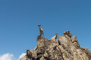 From below grey goat looking with curiosity standing on stony rocks on background of bright blue sky - ADSF09978