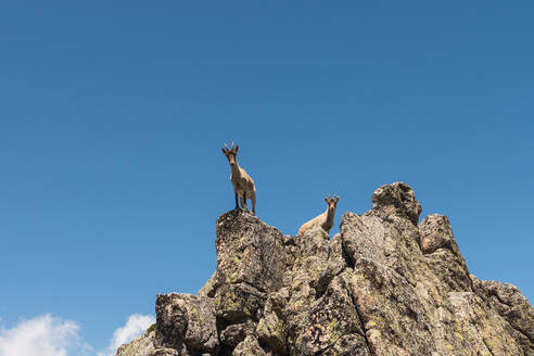 Von unten graue Ziege, die neugierig auf steinigen Felsen steht, vor dem Hintergrund eines strahlend blauen Himmels - ADSF09978