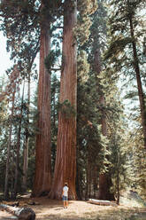 Rückansicht eines einsamen aktiven Mannes, der auf der Straße entlang gesunder, hoher, großer Bäume im Sequoia Park spazieren geht - ADSF09982