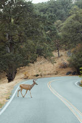 Kleines Reh läuft aus grünem Wald und überquert leere markierte Straße im Sequoia Park - ADSF09983