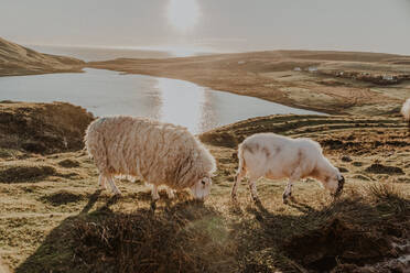 Schafe auf dem Lande gegen einen Berg in der Nähe eines kleinen Sees - ADSF09988