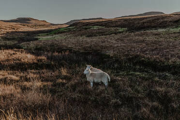 Schafe stehen in der Landschaft vor einem Berg - ADSF10002