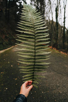 Crop Person hält riesige grüne Blatt des Farns gegen leere Asphaltstraße unter unscharfen dichten Wald mit kahlen Bäumen während der Tageszeit - ADSF10079