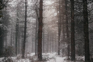Winterwald mit verschneiten Bäumen - ADSF10080