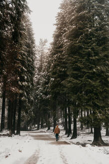 Rückenansicht der Person zu Fuß allein auf schmalen verschneiten Straße zwischen Wald mit großen Kiefern in bewölkten Wintertag - ADSF10081