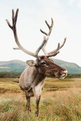Majestic red deer stag standing on brown field with mountains in background on cloudy day in Scotland - ADSF10122