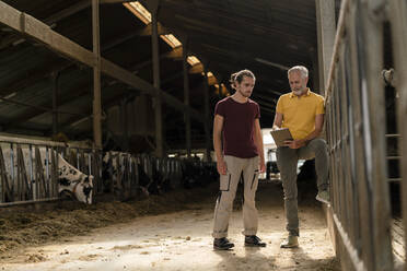 Älterer Bauer mit Tablet und erwachsenem Sohn im Kuhstall auf einem Bauernhof - KNSF08321