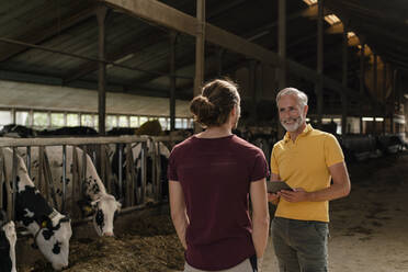 Älterer Bauer mit Tablet und erwachsenem Sohn im Kuhstall auf einem Bauernhof - KNSF08324