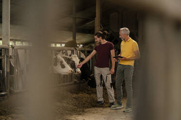 Älterer Bauer mit Tablet und erwachsenem Sohn im Kuhstall auf einem Bauernhof - KNSF08326