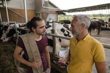 Älterer Bauer mit Smartphone und erwachsenem Sohn im Kuhstall auf einem Bauernhof - KNSF08331