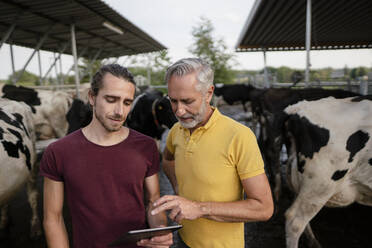 Älterer Bauer mit Tablet und erwachsenem Sohn im Kuhstall auf einem Bauernhof - KNSF08358