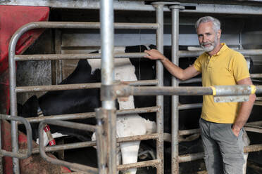 Porträt eines reifen Bauern im Kuhstall auf einem Bauernhof - KNSF08369