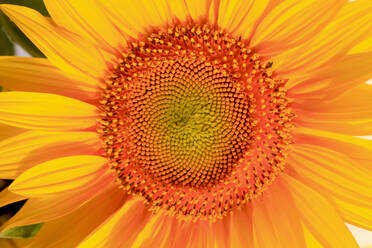 Head of blooming sunflower - JTF01614