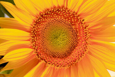 Kopf einer blühenden Sonnenblume - JTF01614