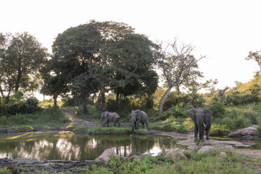 A herd of elephant Loxodonta africana gather around a waterhole tree reflections in water. - MINF15031