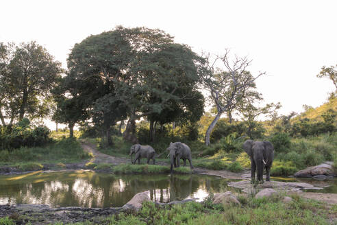 Eine Elefantenherde (Loxodonta africana) versammelt sich um einen Wasserlochbaum, der im Wasser reflektiert. - MINF15031