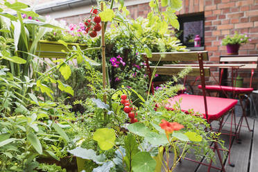 Verschiedene Pflanzen, die im Balkongarten angebaut werden - GWF06699