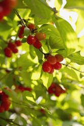 Cornelian cherries (Cornus mas) growing in spring - ASF06646