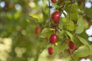 Kornelkirschen (Cornus mas), die im Frühjahr wachsen - ASF06647