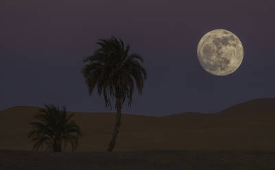 Malerischer Blick auf Sandhügel in der Nähe von tropischen Bäumen und großem Mond am Himmel am Abend in Marokko - ADSF10371