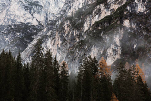Kiefernwald mit mächtigen großen Felsen und bedecktem Himmel im Hintergrund in den Dolomiten in Italien - ADSF10427