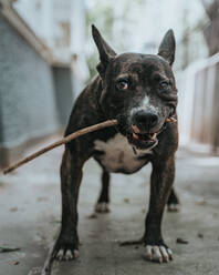 Fröhlicher Hund auf der Straße spazierend - ADSF10455