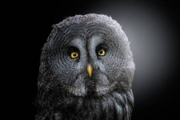 Head of fluffy great grey owl with yellow eyes and beak looking at camera and standing in back lit - ADSF10481