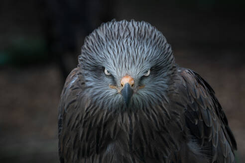 Feathered predator grey eagle sitting and looking at camera - ADSF10482