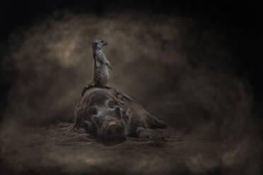 Niedliche aufmerksame Erdmännchen stehend auf liegendem Warzenschwein auf Grunge schwarz beleuchtet - ADSF10483