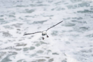 Grauer und weißer Wildvogel fliegt über wogendem Wasser - ADSF10490