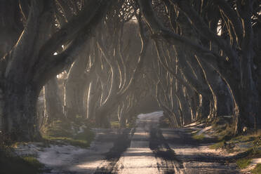 Road with light covering of snow running through Dark Hedges avenue of big leafless beech trees with interlacing branches in cloudy day - ADSF10495