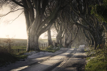 Road with light covering of snow running through Dark Hedges avenue of big leafless beech trees with interlacing branches in cloudy day - ADSF10496