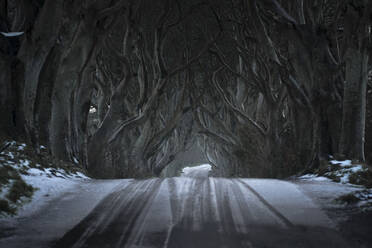 Road with light covering of snow running through Dark Hedges avenue of big leafless beech trees with interlacing branches in cloudy day - ADSF10497