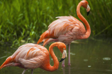 Wilde rosa Flamingos stehen im ruhigen Wasser des kleinen Sees in der Nähe von grünen grasbewachsenen Ufer auf dem Lande - ADSF10535