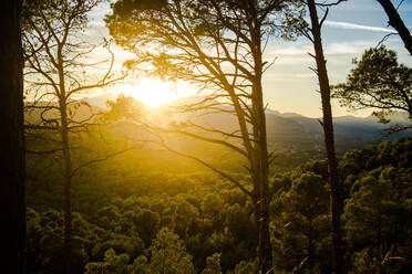 Hohe Waldbäume wachsen gegen den leuchtenden Sonnenuntergangshimmel am Abend in Alcudia, Spanien - ADSF10537