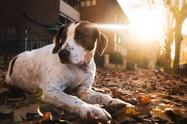 Niedlicher weißer Hund mit braunem Fleck liegt auf der Straße voller Herbstbaumblätter bei Sonnenuntergang und schaut weg - ADSF10544