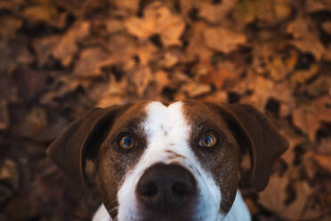 Niedlicher weißer Hund mit braunem Fleck auf der Straße voller Herbstbaumblätter schaut in die Kamera - ADSF10545